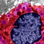 Colour-enhanced microscopic view of a biological sample, showing a central blue area with a mottled texture, encircled by a bright red rim with purple spheres, against a grey amorphous background.