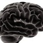 Lateral view of a human brain in grayscale on a white background, highlighting its intricate textures and convolutions.